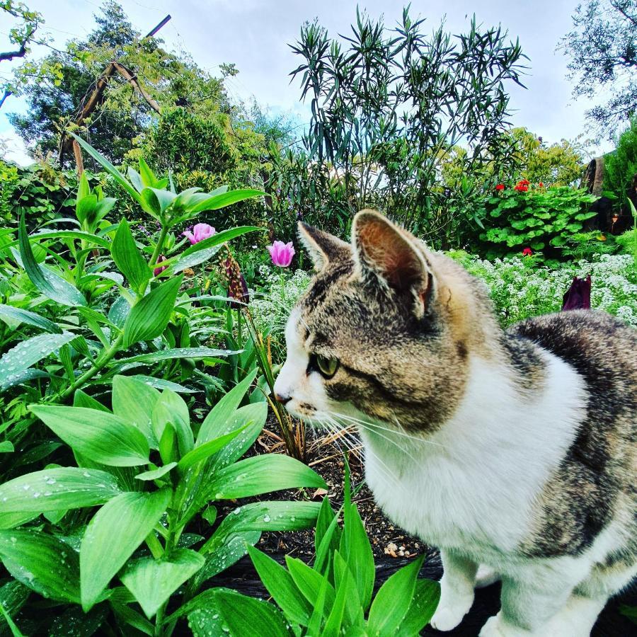 Гостевой дом Casa Do Fundo - Sustainable & Ecotourism Сейя Экстерьер фото